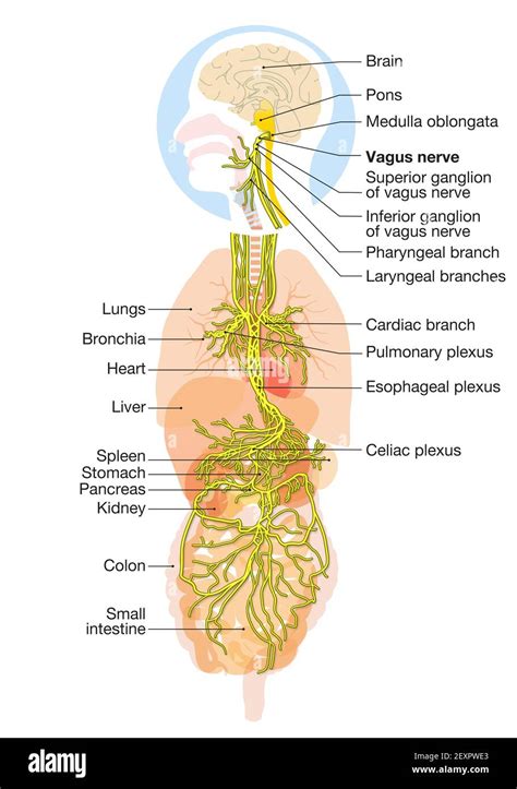 The 3D illustration showing brain and active vagus nerve (tenth cranial nerve or CN X) with ...