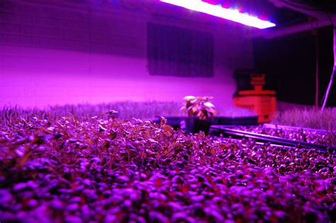 an indoor garden with plants growing in the ground and purple light shining on the wall
