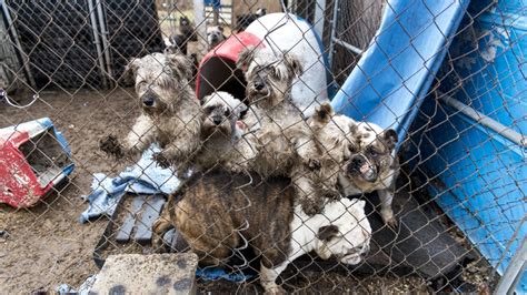 ASPCA: More than 50 dogs removed from puppy mill | WPBN