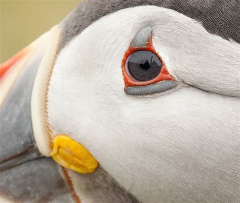 Puffin Eye, Shetland by Crieffy., via Flickr | Puffin, Puffins bird, Pet birds