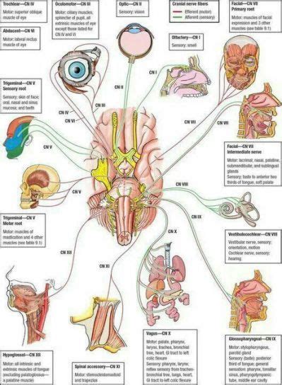 Pin on Autonomic nervous system