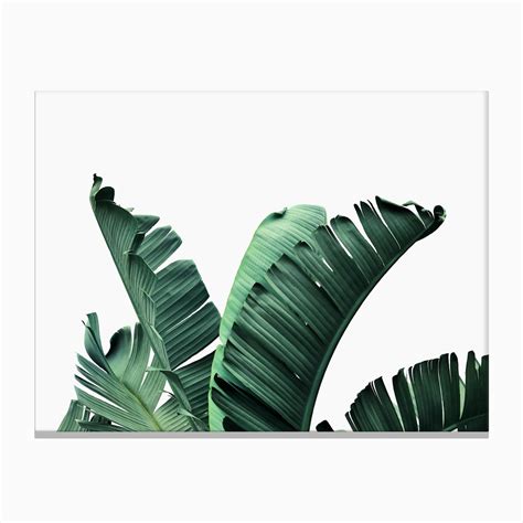 Banana Leaf Art Print by Sisi and Seb - Fy