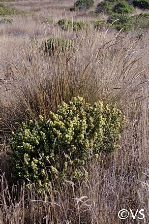 Baccharis pilularis | California Flora Nursery