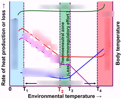 Thermoregulation Diagram | Quizlet