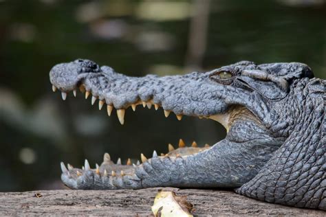 Siamese crocodile (Crocodylus siamensis)