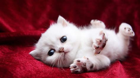 Cute White Cat Kitten Is Lying Down On Red Satin Cloth HD Cute Cat ...