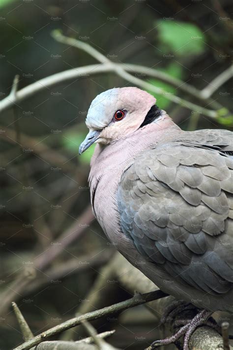 Red-eyed Dove | High-Quality Animal Stock Photos ~ Creative Market