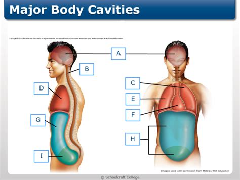 major body cavities Diagram | Quizlet