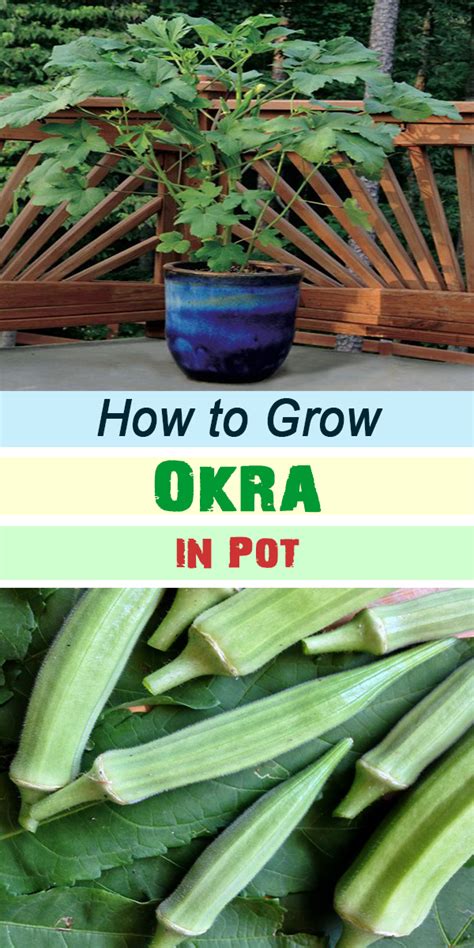 How to Grow Okra in Pot