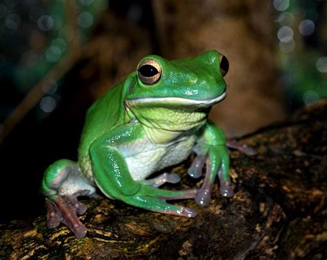 White-lipped Tree Frog Calls | Wild Ambience Nature Sounds