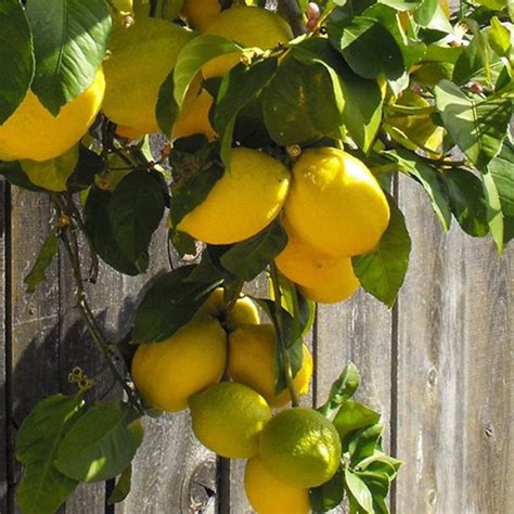 Lisbon Lemon Tree 3-4 Year Old 3-3.5 Ft 3 Year Warranty. | Etsy