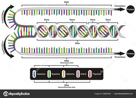 Central Dogma Gene Expression Infographic Diagram Showing Process ...