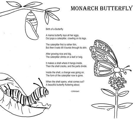 butterfly | Butterfly life cycle, Butterfly coloring page, Monarch butterfly