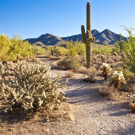 Easy Phoenix Hiking Trails To Experience The Desert Environment ...