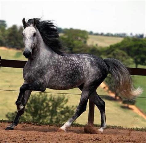 Dapple Grey Horse | Dapple gray horse | Horses Most Beautiful Horses, All The Pretty Horses ...