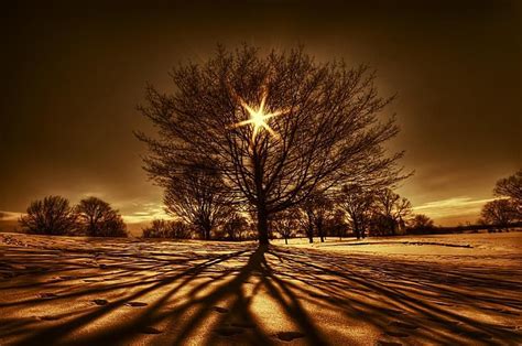 Pin by love life on Tree of life | Light painting photography, Tree photography, Nature photography