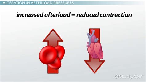 Cardiac Afterload: Definition & Reducing Agents - Video & Lesson Transcript | Study.com