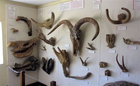 Olduvai Gorge Museum | Human fossils, Skull and bones, Leakey