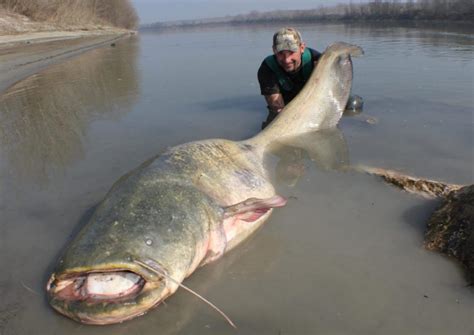 Video: Massive Catfish - Texas Fish & Game Magazine