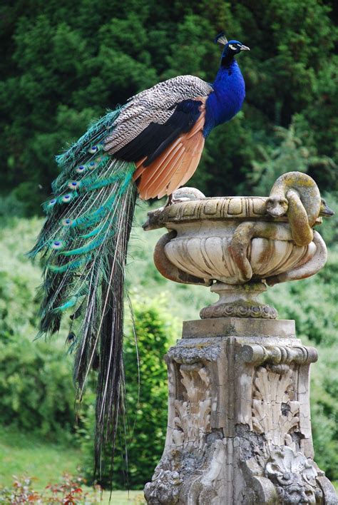 ...Peacock in the Garden... | Beaux oiseaux, Oiseau paon, Illustration d'oiseaux