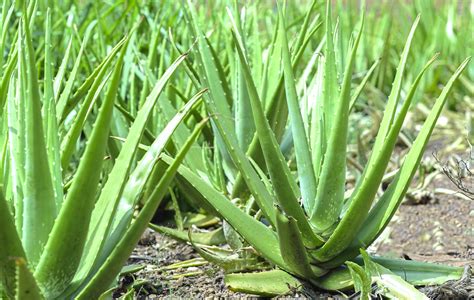 Top 9 Different Uses of Aloe Vera Plant | A.M.P. Floracel