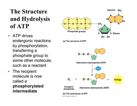 The Structure and Hydrolysis of ATP