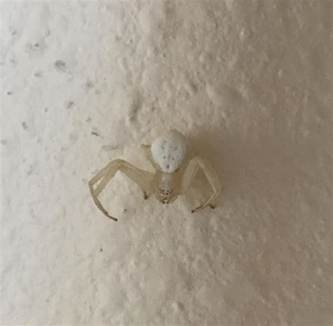 White spider in WA : r/spiderbro