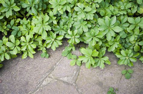 Pachysandra terminalis Ground Cover | Greenwood Nursery