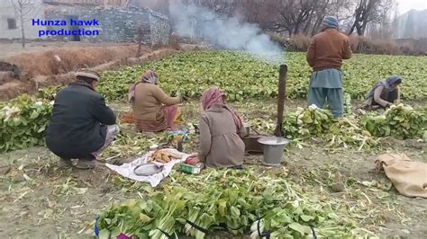 Top viewed Winter crops harvesting video - YouTube