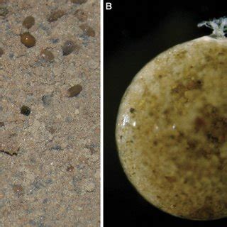 Tracks of the Bahamian Gromia sphaerica (A) Gently sloping seafloor ...