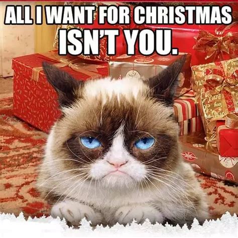 14 best Grump Cat Christmas Memes images on Pinterest | Grump cat, Grumpy cat christmas and Cat life