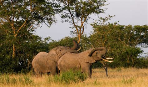 Wildlife Safari in Uganda, Uganda Wildlife Safaris - African Pearl Safaris