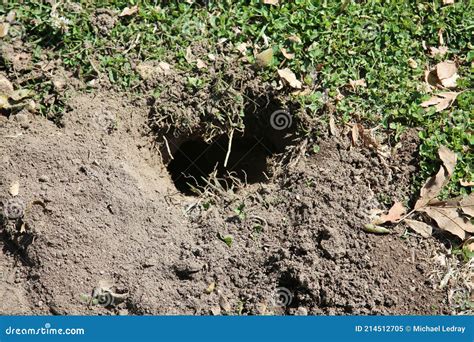 Gopher Hole in the Ground, Gopher Holes or Golpher Homes Underground in ...