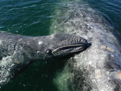 Gray Whale Facts, Size, Habitat, Behavior, Diet, Pictures