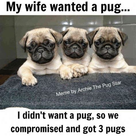 101 Lovable Pug Memes That Are Too Puggin' Cute | Baby pugs, Pugs funny ...