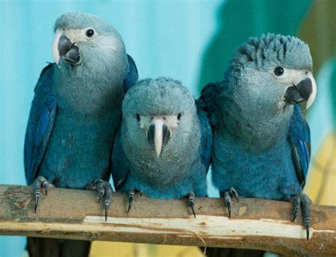 Dozens of last blue macaws to be reintroduced to Brazil