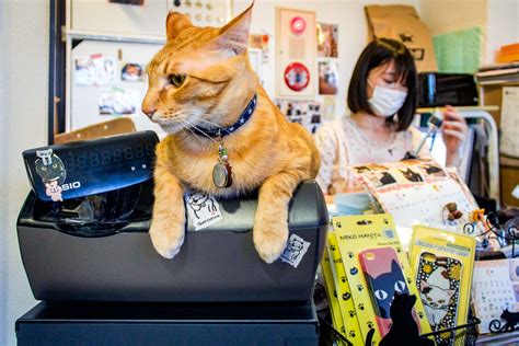 Tokyo cat cafe: weird cafes in Japan