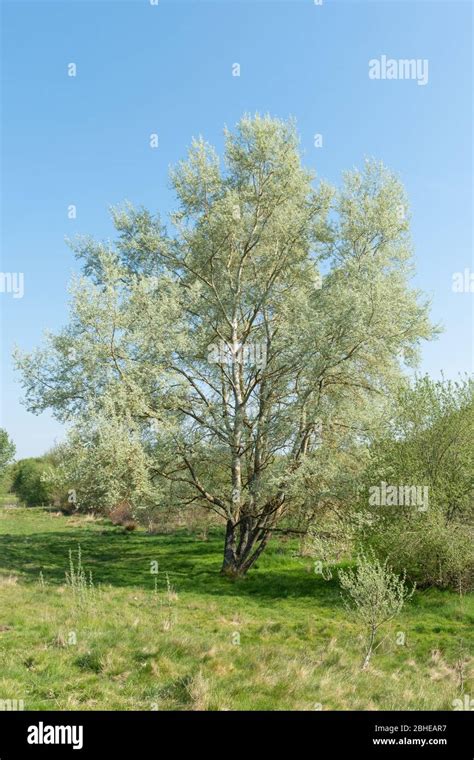 White poplar tree (Populus alba, also called silver poplar) with new leaves during Spring, UK ...