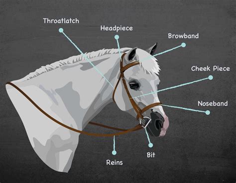 [DIAGRAM] Horse Bridle Diagram - MYDIAGRAM.ONLINE