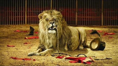 Petition · Ban animal cruelty in travelling circuses AU - Australia ...