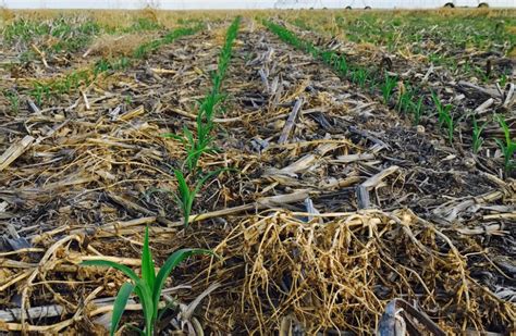 Making No-Till, Cover Crops Work in the ‘Dust Bowl’