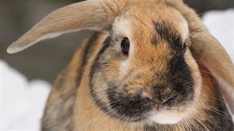 Rabbit Has Bloody Nose - Causes And Treatment - Pets Guides