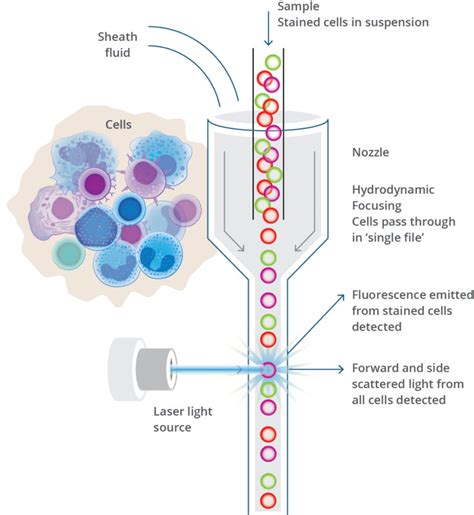 Flow Cytometry: A powerful tool for clinicians - Streck