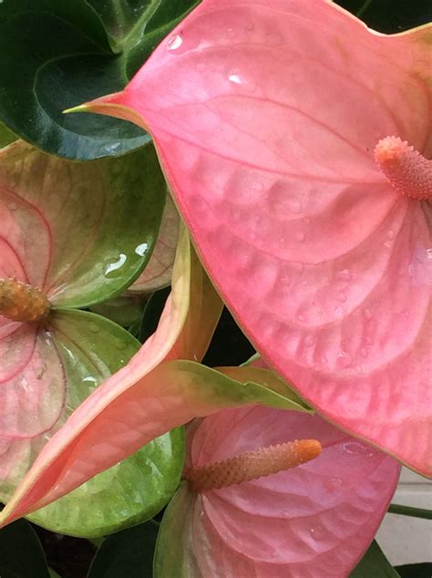 Pink Anthuriums Exotic Flowers, Tropical Flowers, Wild Flowers, Beautiful Flowers, Water Garden ...