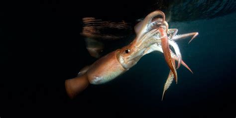 Can A Squid Live Without Its Head at Bobby Delacruz blog