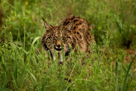 Permuta Ciudadanía golondrina curiosidades sobre o lince iberico dos semanas prestar alumno