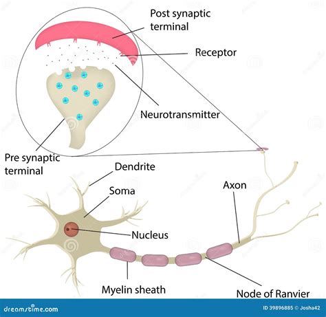 Neuron And Synapse Labeled Diagram Stock Vector - Image: 39896885