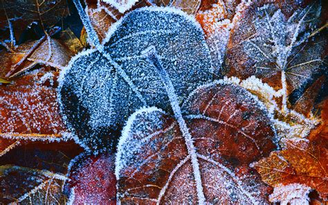 Frosty Autumn Leaves Wallpapers | HD Wallpapers | ID #11737