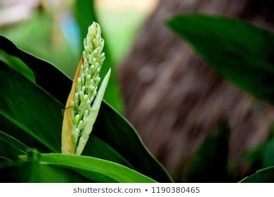 240 Greater galangal flower Images, Stock Photos & Vectors | Shutterstock