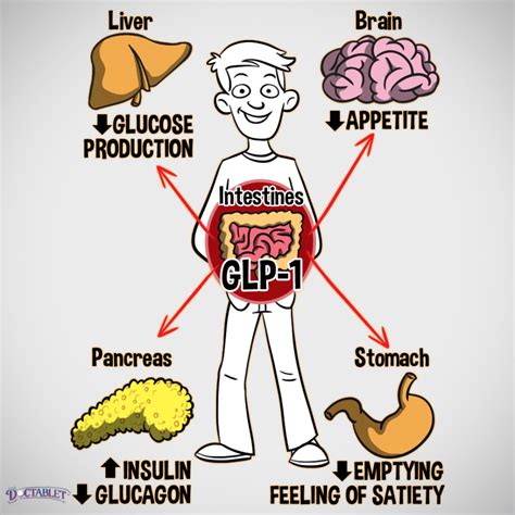 What is GLP-1, Glucagon Like Peptide-1 - Doctablet®